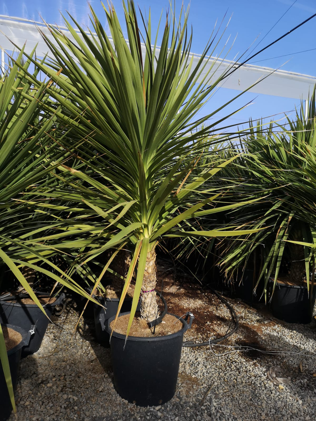 DRACAENA code EAN 8434276270201 