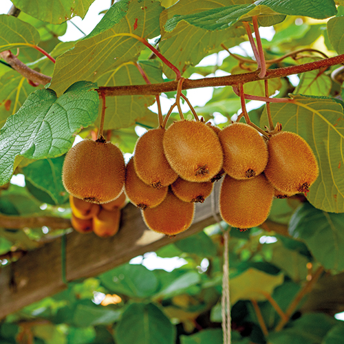  KIWI code EAN 8434276507086 