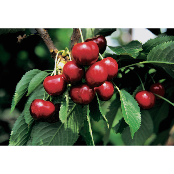  Cerisier
 code EAN 8434276709015 