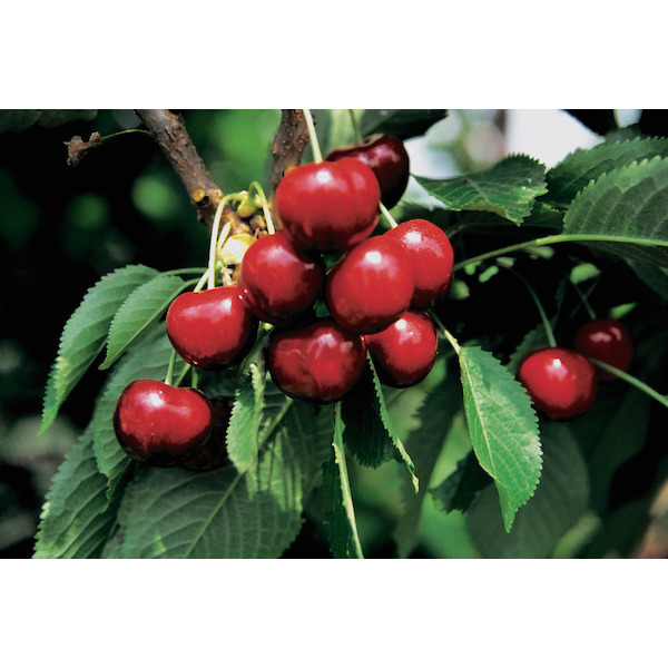 Fruitier 1/2 tige 8434276709084 (8434276709084)