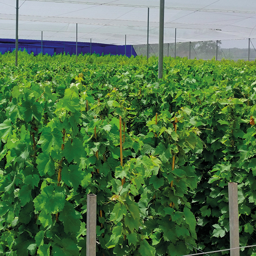  VITIZ GRIMPANTE code EAN 8434276769088 