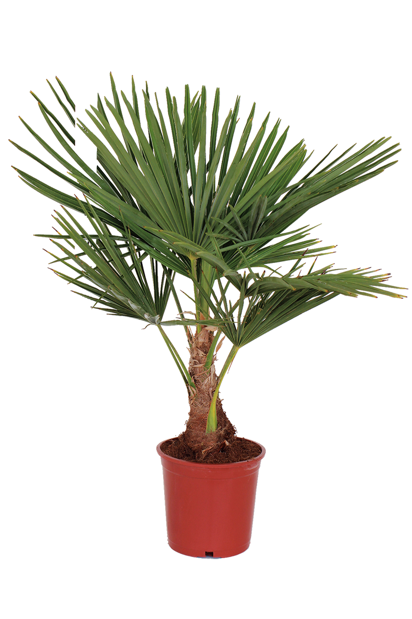  WASHINGTONIA code EAN 8434276776086 