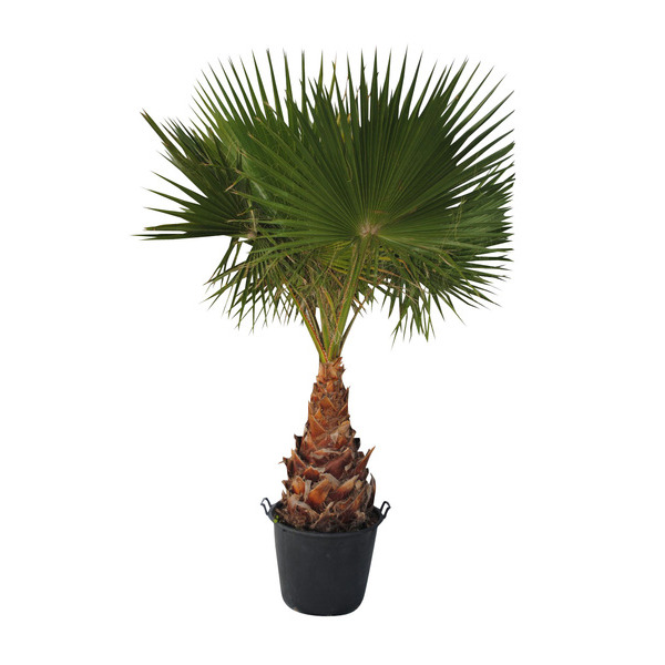  Washingtonia robusta code EAN 8434276777847 