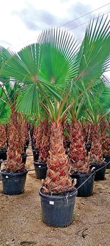  WASHINGTONIA ROBUSTA code EAN 8434276777859 