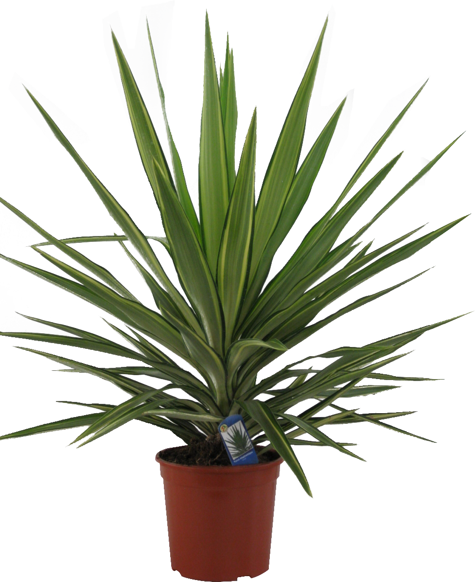  YUCCA JEWEL-EMILIA code EAN 8434276793120 
