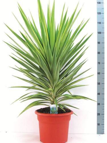  YUCCA code EAN 8434276794127 