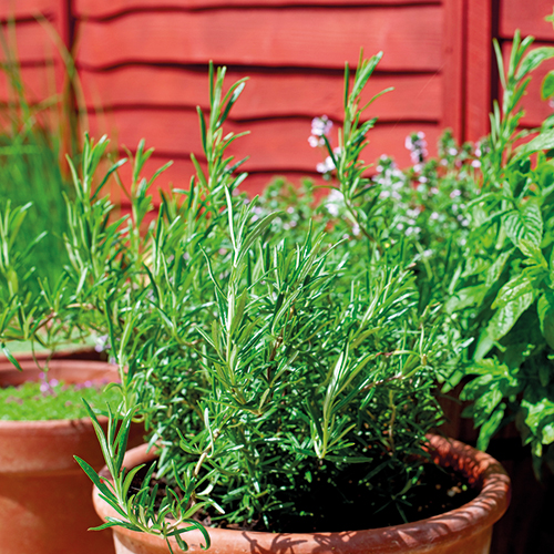 PLANTES AROMATIQUES 8434276799047 