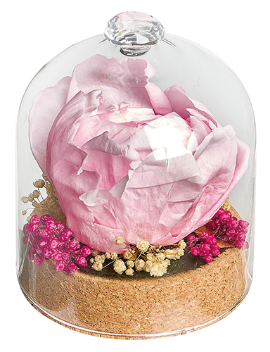  CLOCHE PIVOINE STABILISÉE code EAN 8435056104655 