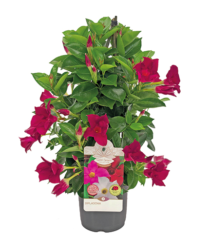 DIPLADENIA PYRAMIDE 8435160337215 