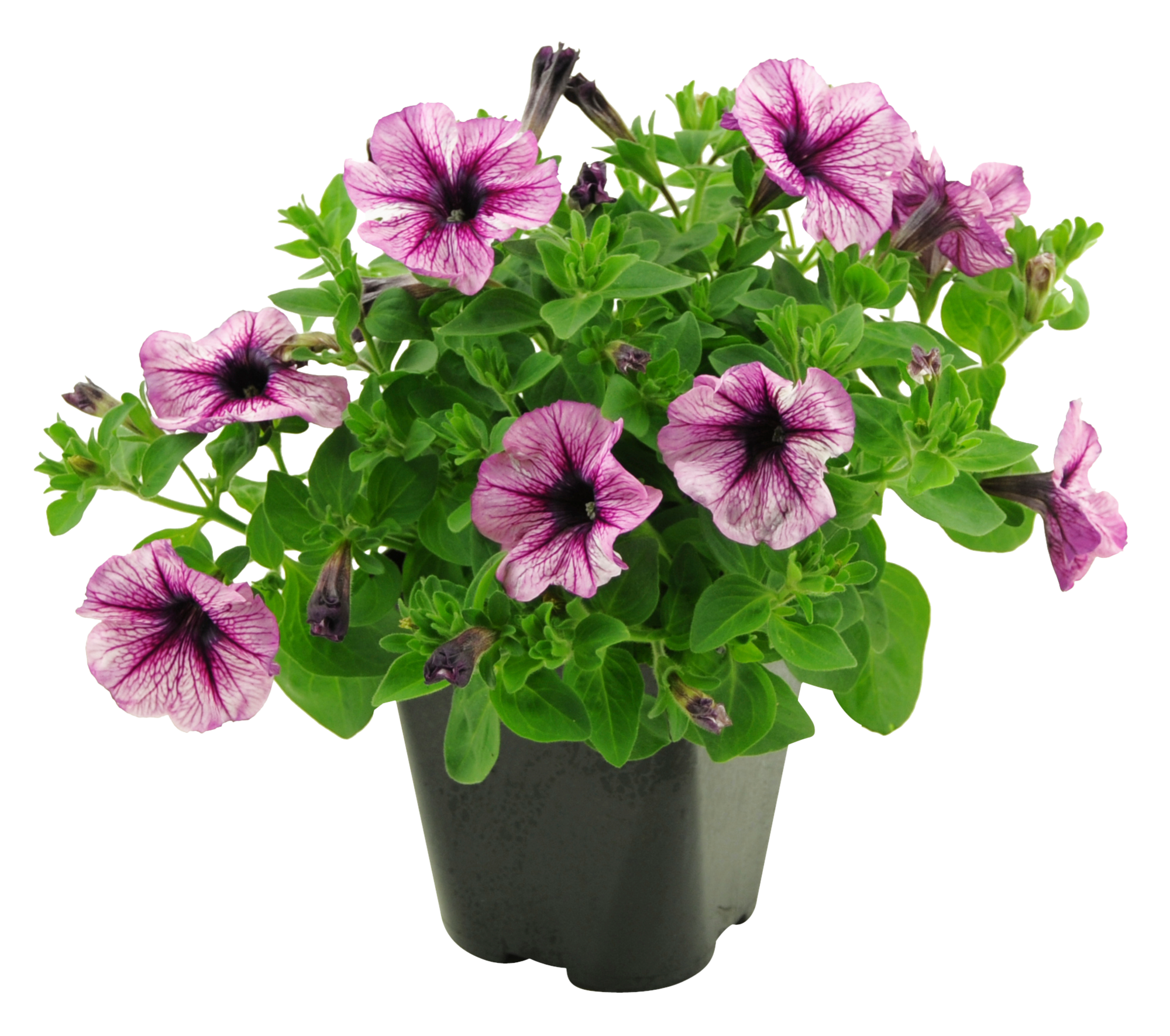 Plantes fleuries annuelles 8435212107162 