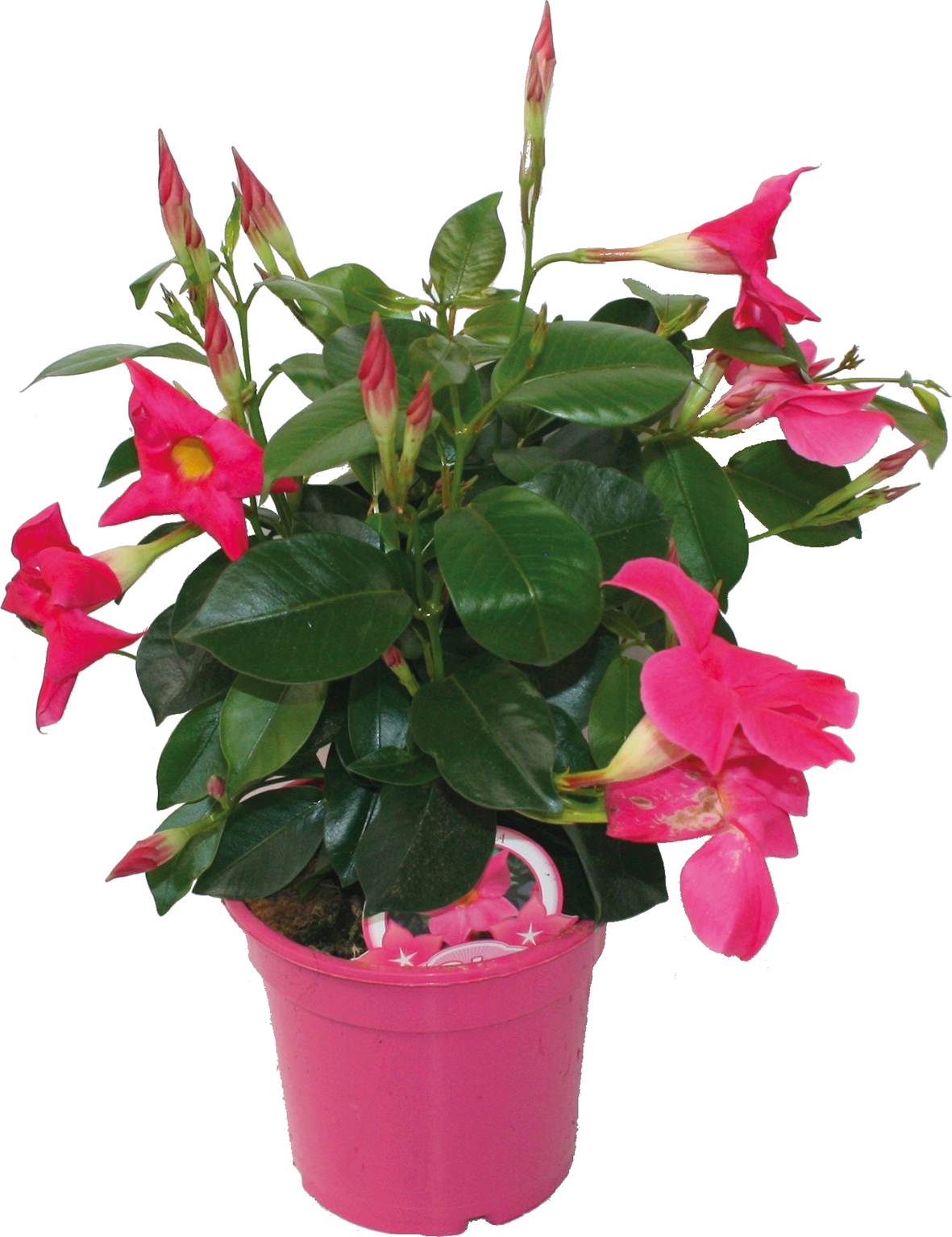  DIPLADÉNIA code EAN 8435221510205 