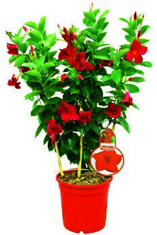 DIPLADENIA 8435221583704 