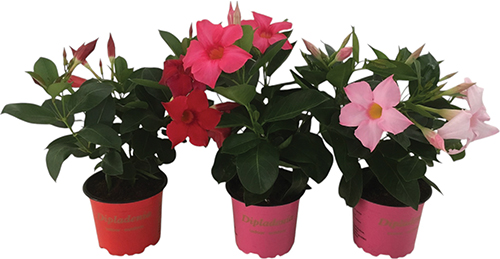  DIPLADENIA code EAN 8435221588860 