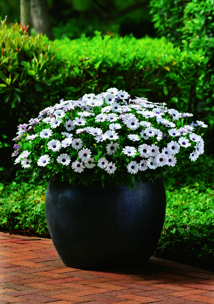  MARGUERITE DU CAP OSTEOSPERMUM code EAN 8436037834196 