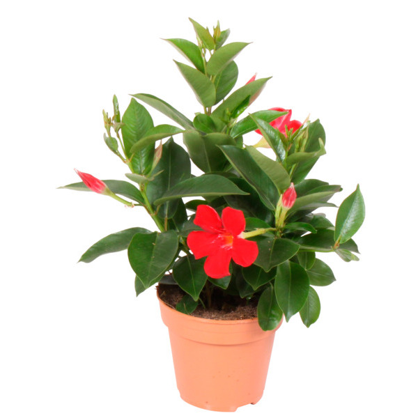  DIPLADENIA POT 14 CM  code EAN 8436037838804 