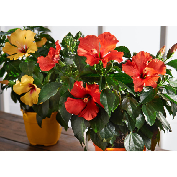  HIBISCUS POT 19 CM    code EAN 8436047712293 