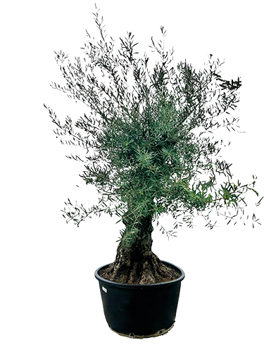  OLIVIER EUROPAEA BONSAI code EAN 8436535882354 
