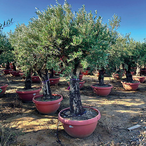  OLIVIER TOSCANE code EAN 8436535882460 