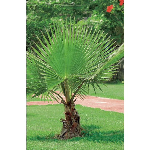  Washingtonia Robusta  code EAN 8436535883436 
