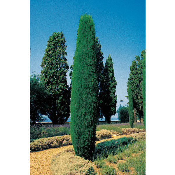 Cyprés de provence  8436535888301 (8436535888301)