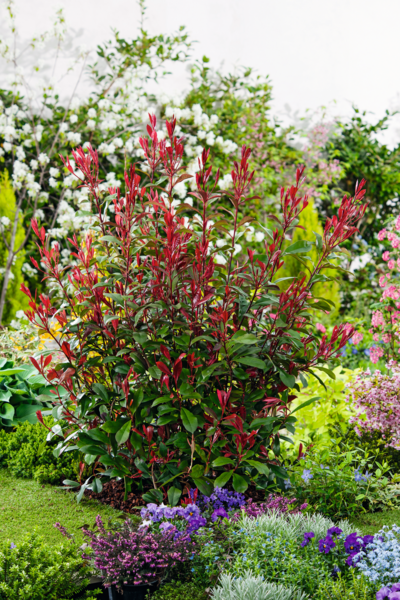  Photinia carré rouge code EAN 8436553131755 