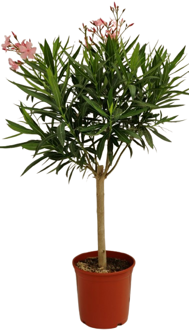  LAURIER ROSE SUR TIGE code EAN 8437003006081 