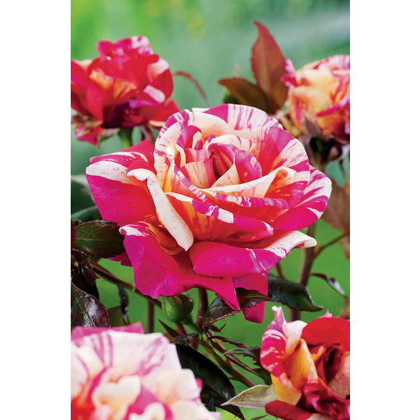 Foire aux rosiers 8710915027536 (8710915027536)
