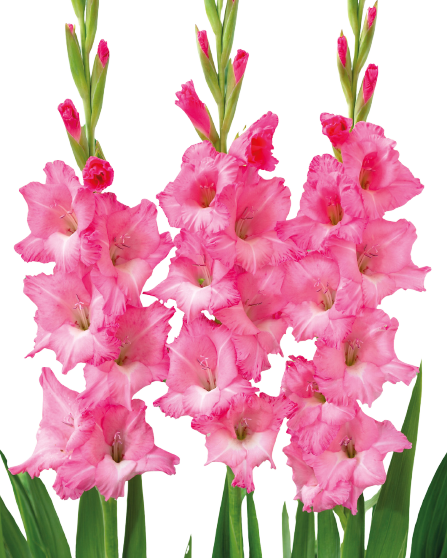 BULBES À FLEURS 8710963243254 BULBES À FLEURS 8710963243254