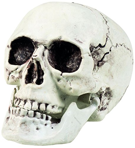 74362 - maxilla crâne avec mâchoire ouvrant 17 ...