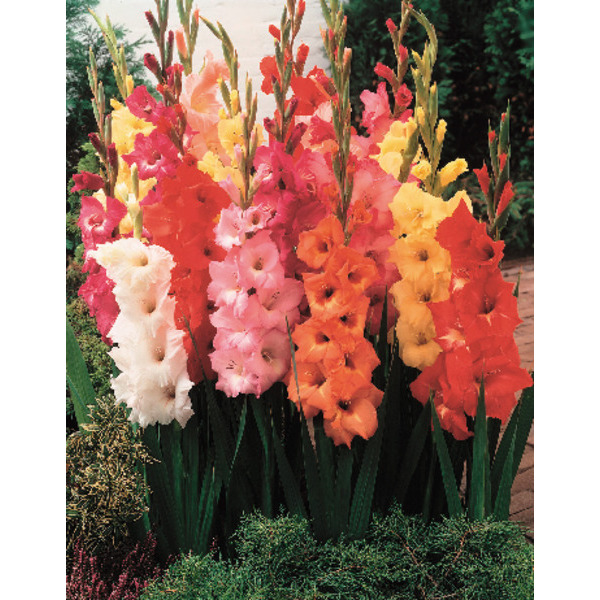 Filet De 45 Glaïeuls En Mélange Calibre 10/+ 8712496908006 