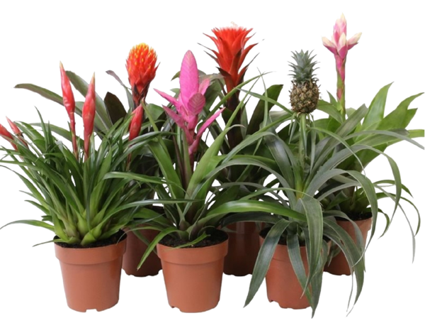  Bromelia code EAN 8712756615026 