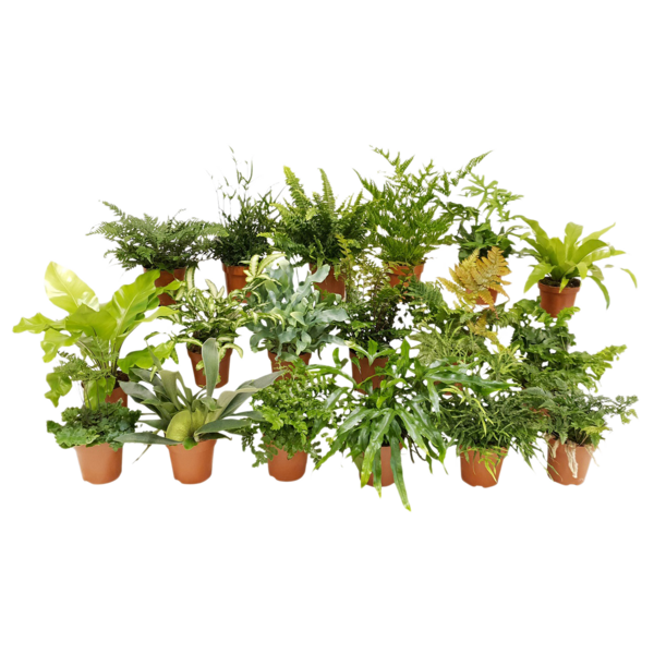  Fougère code EAN 8712756960706 