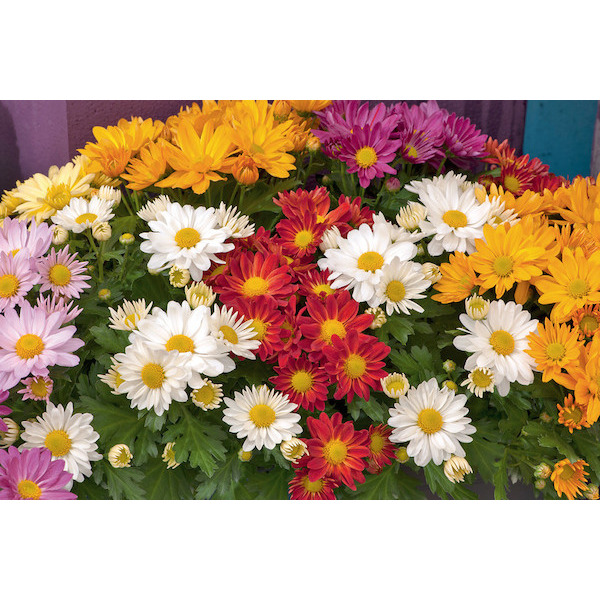 Foire aux plantes extérieures  8713626107160 (8713626107160)