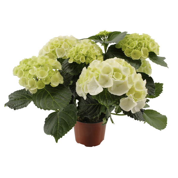  Hortensia
 code EAN 8713626178252 