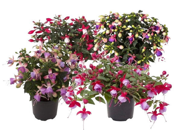  FUCHSIA code EAN 8713626238673 