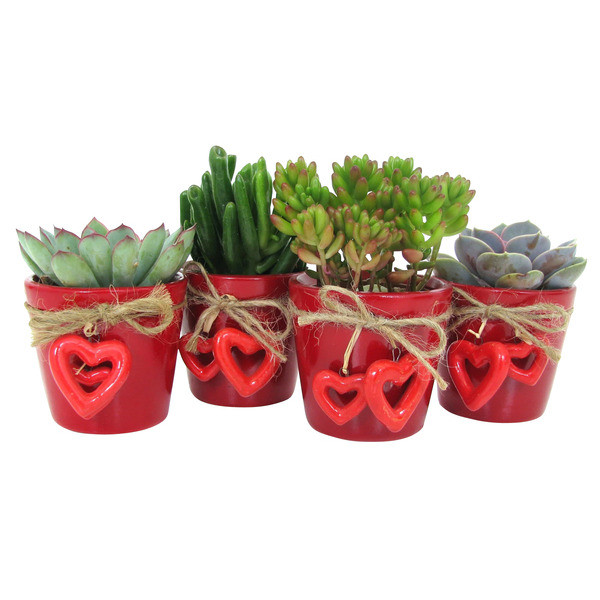  Succulentes code EAN 8713833359666 