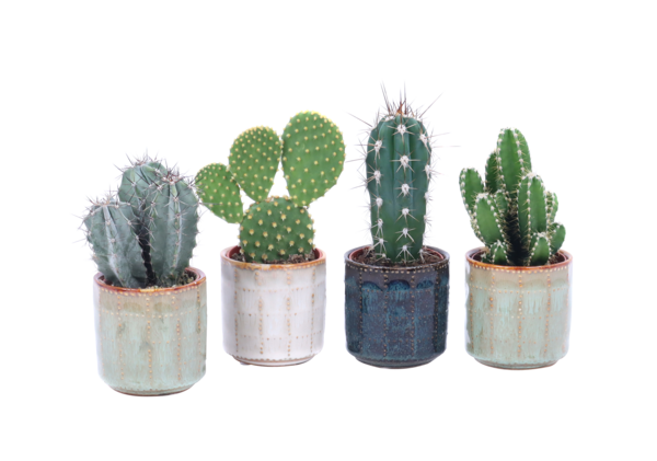  Cactus code EAN 8713833360778 