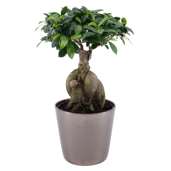  Ficus ginseng code EAN 8713833575783 