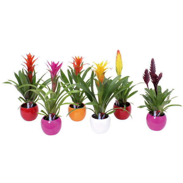 Foire aux bromelias  8713833603851 (8713833603851)