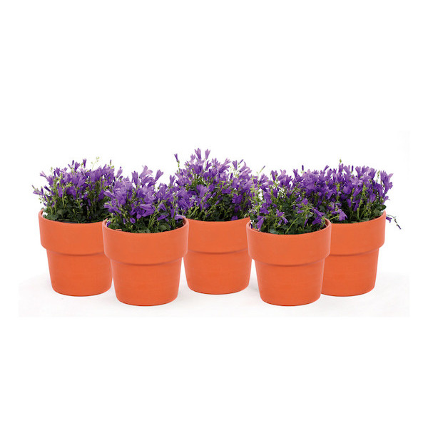  Campanule  code EAN 8713833604667 