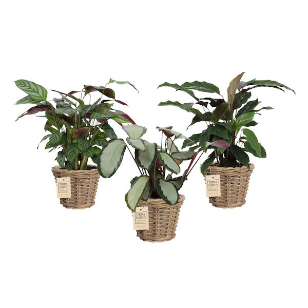 Calathea  8713833604940 (8713833604940)