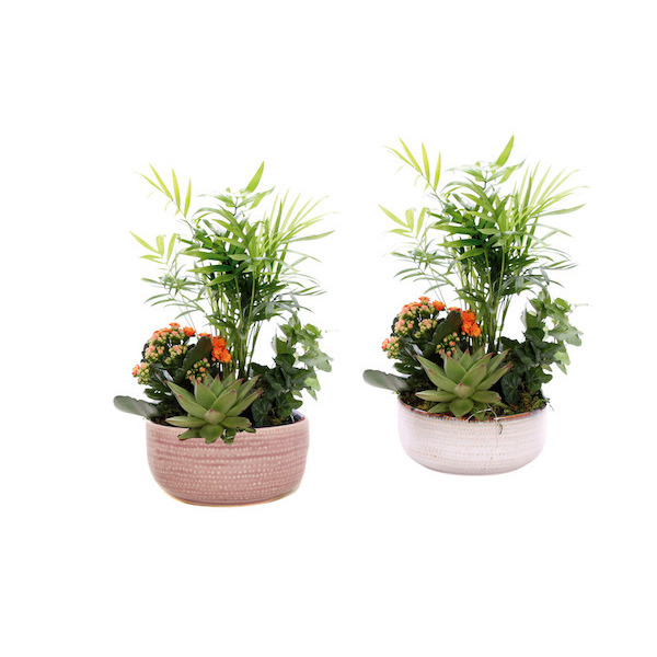 Composition 4 plantes  8713833850897 (8713833850897)