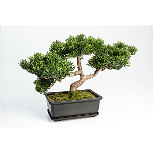 artplants.de Bonsaï cèdre artificiel en pot, 113 feuilles, 23 cm - arbre artificiel / bonsai déco - artplants 8714617093486 (8714617093486)