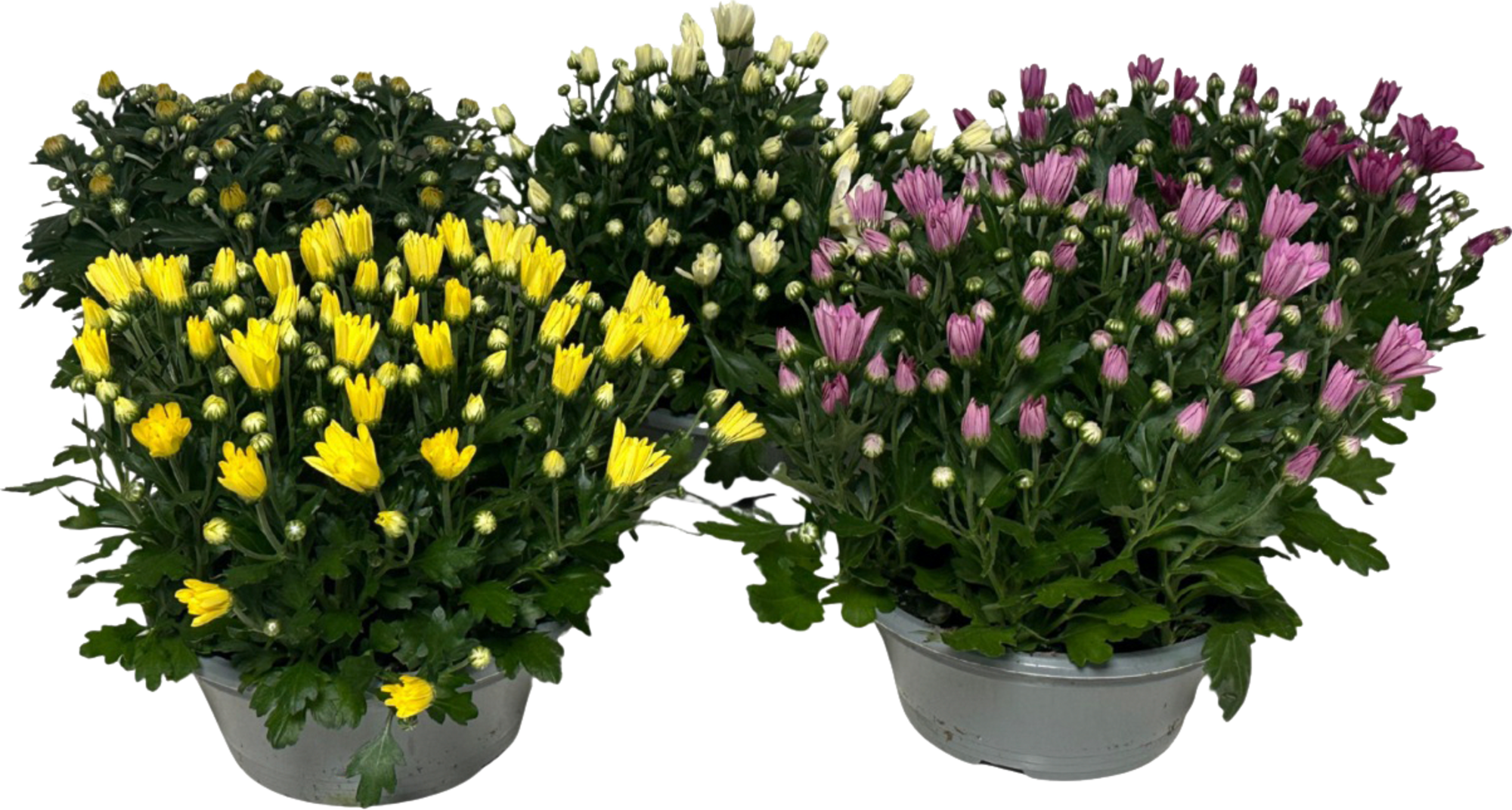  Chrysanthème code EAN 8717191004565 