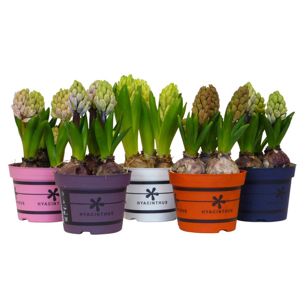  Jacinthe code EAN 8717191016414 