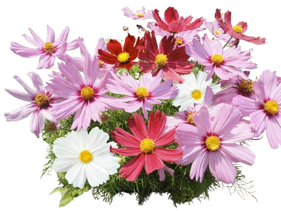  COSMOS code EAN 8717191021685 