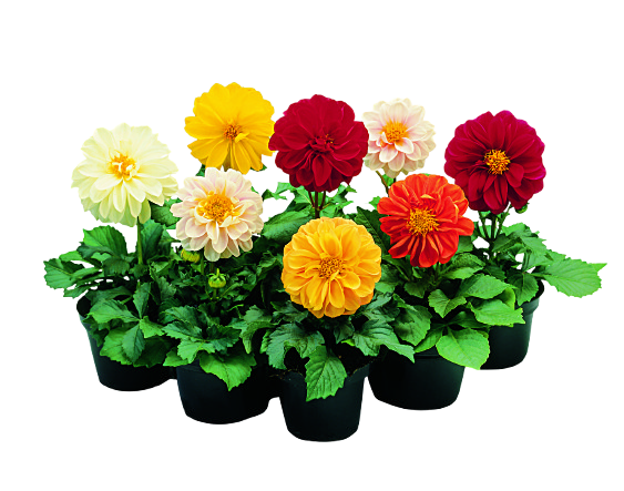  DAHLIA code EAN 8717191021982 