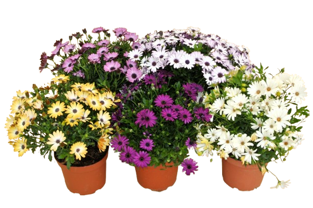  OSTEOSPERMUM code EAN 8717191027663 