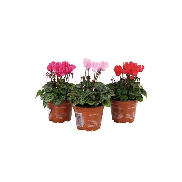  Cyclamen code EAN 8717191045841 