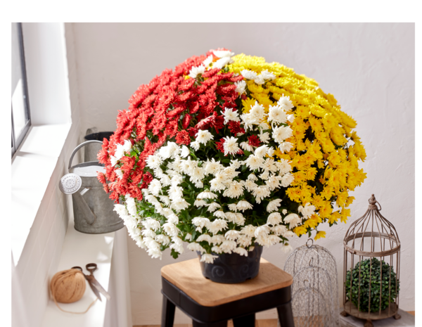  CHRYSANTHÈME POMPON POT 19 CM MULTICOLORE code EAN 8717191264969 